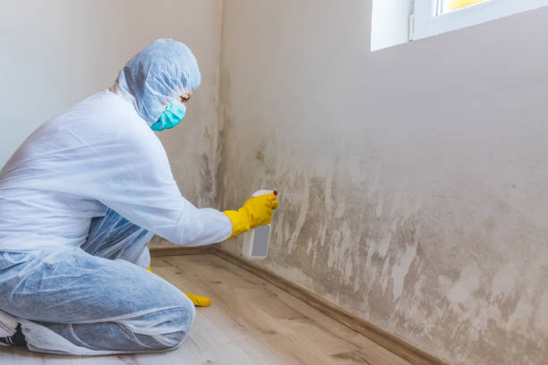 Licensed Mold Remediation service in Portland, TN - WQB Mold Removal